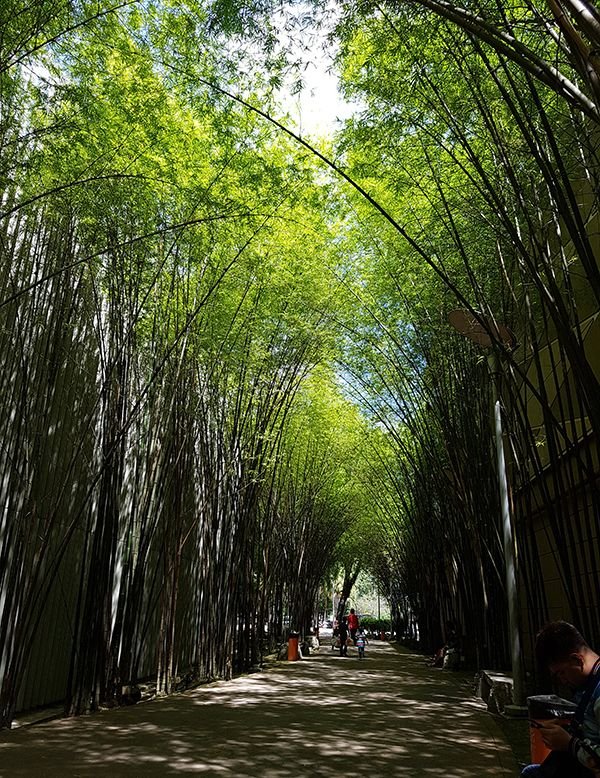 Green Bamboo Trees.jpg