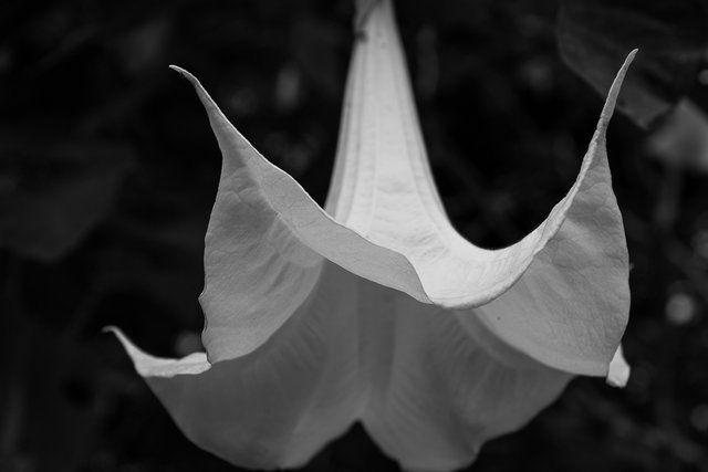 fazenda 141 flower bw.jpg