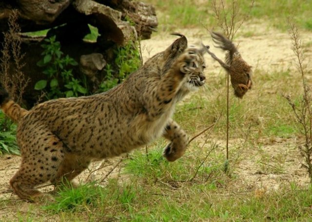 lince.jpg