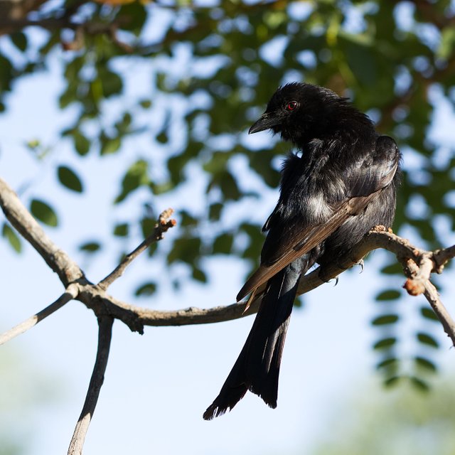 Fork-tailed durongo.jpg