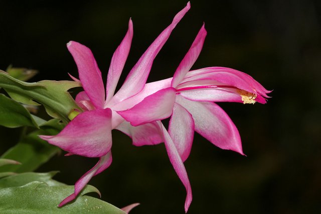 Plant 139 Schlumbergera truncata 2018-04-08 n2.jpg