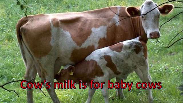 Milk.jpg