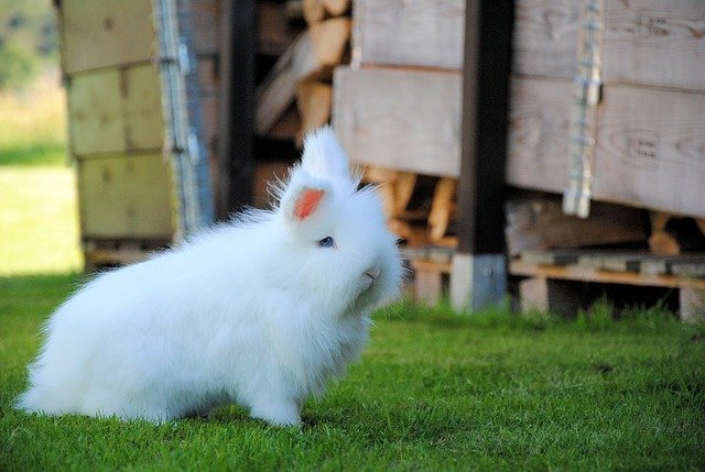 hare-2714817_640.jpg