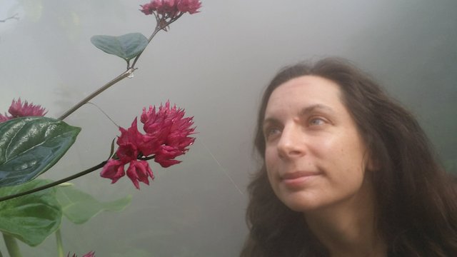 Denise_Chiappetta_FLowers_Greenhouse.jpg