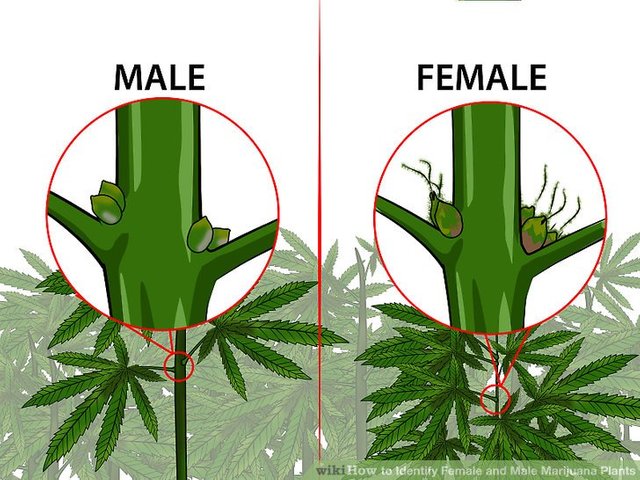 Identify-Female-and-Male-Marijuana-Plants-Step-3-Version-3.jpg