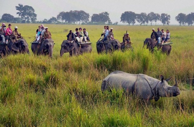 kaziranga.jpg