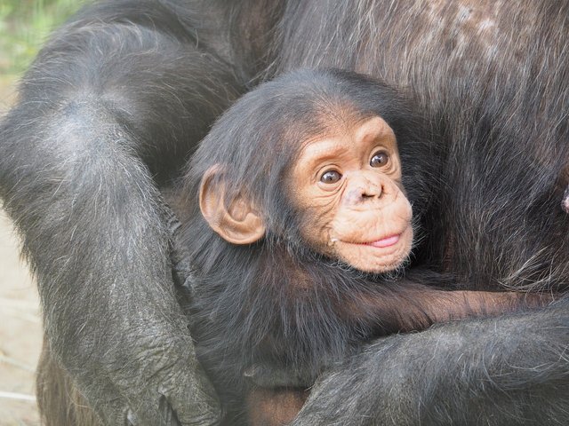 chimpanzee-830535_1280.jpg