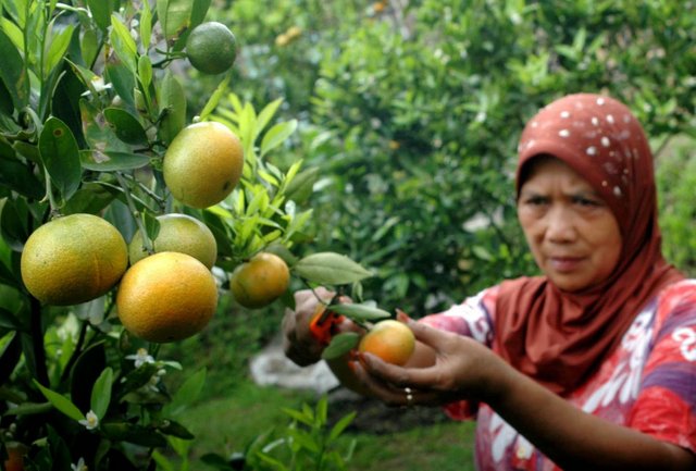 7. buah lokal.jpg