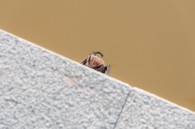 Crecida Ebro abril 2018 (33 de 56).jpg