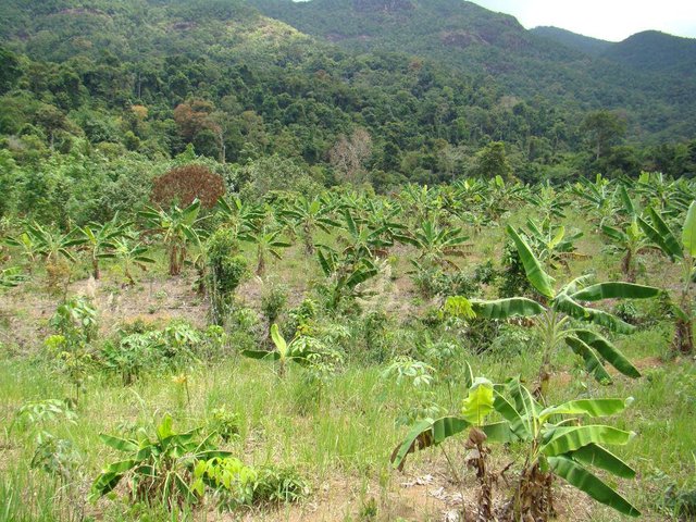 banana-plantation-koh-chang.jpg