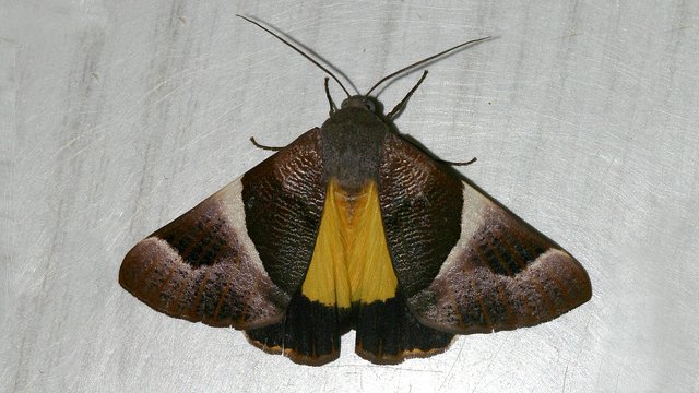 Niceteria macrocosma 2.jpg
