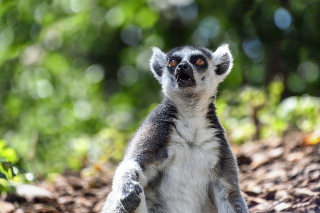 lemur-2663323_1280.jpg