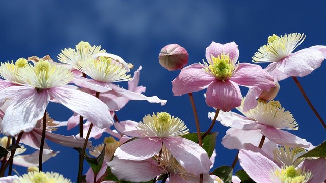 Clematis n2 BY 2017-10-24.jpg