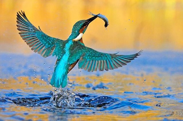 The Kingfishers.jpg