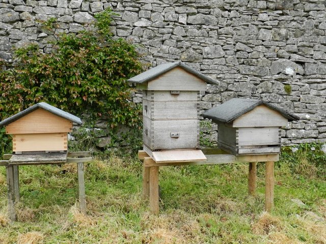 beehives-644580_960_720.jpg