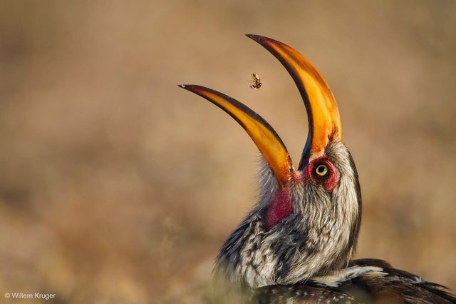 ©_Willem_Kruger__Wildlife_Photographer_of_the_Year.jpeg