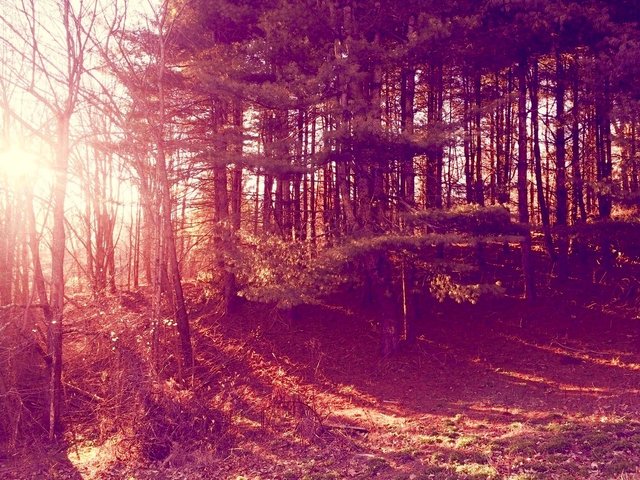 red-blue-forest-light.jpg