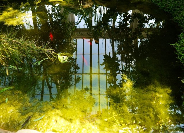 29415263507 - three goldfish loll in the pond on a warm day.jpg