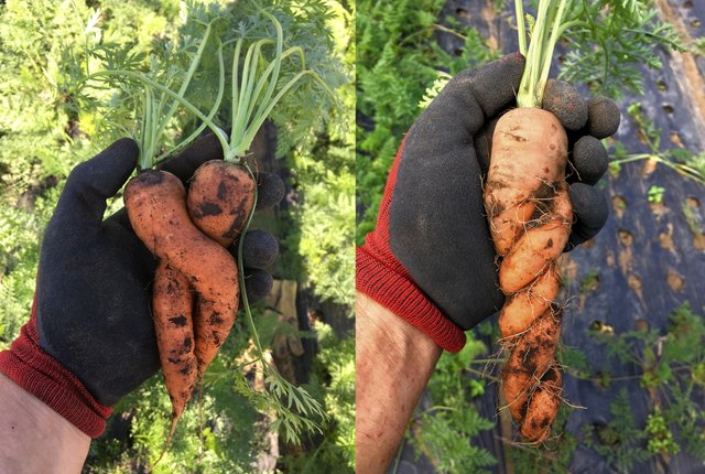 farming-carrots.jpg