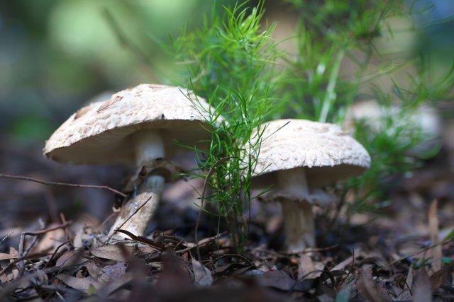 Wild mushrooms.JPG