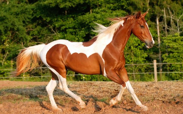 caballos-pinto.jpg