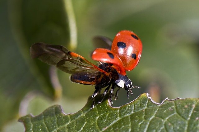 ladybug-743562_640.jpg