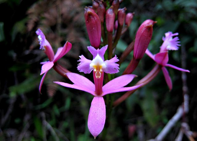 Las Epidendrum.jpg