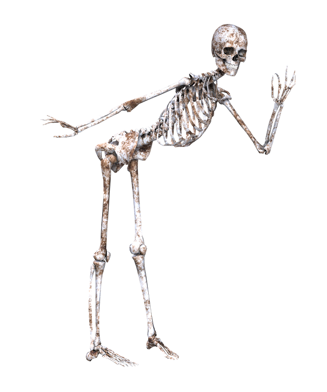 skeleton-1940279_1920.png