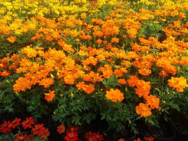 yellow orange flowers 021318.jpg