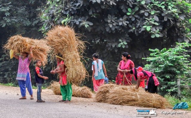 Nepali Women with hay.jpg