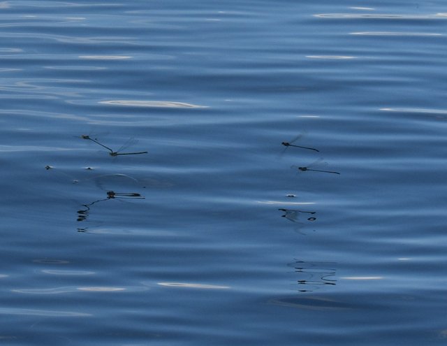 DSC_0064.jpg