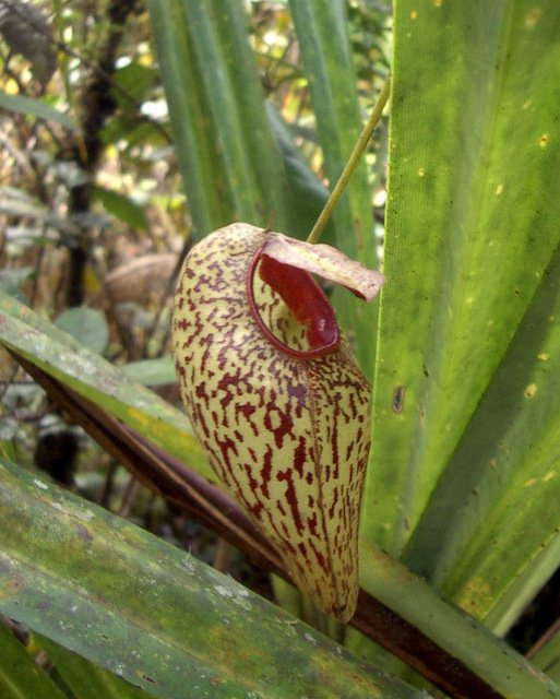 Nepenthes_aristolochioides5.jpg