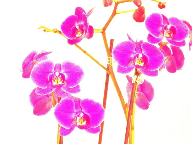 015 Orchidee.jpg