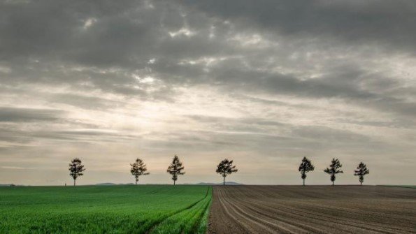 Seven trees in Hokkaido.jpg