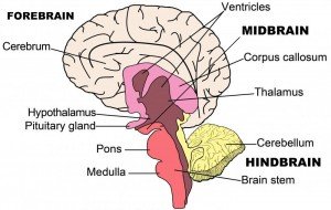 brain-structure1-300x190.jpg