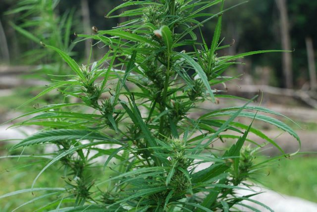 pohon ganja part 2.jpg