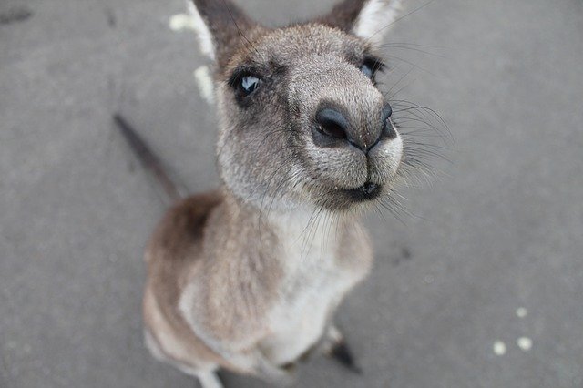 kangaroo-1149807_640.jpg