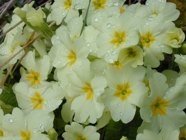 Primrose close up.JPG