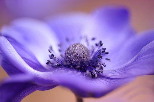 Nature-Plant-Blossom-Summer-Flower-Anemone-Blur-3139424.jpg