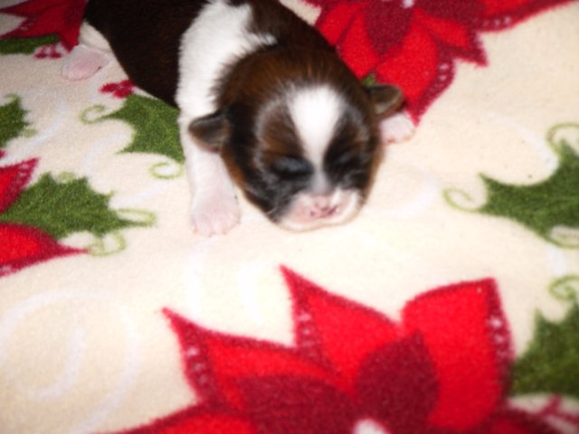 willows baby's 1 week old 001.JPG