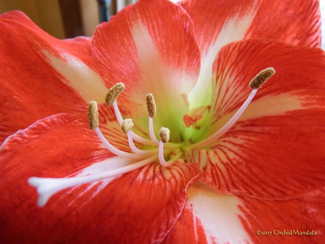 Amaryllis01.jpg