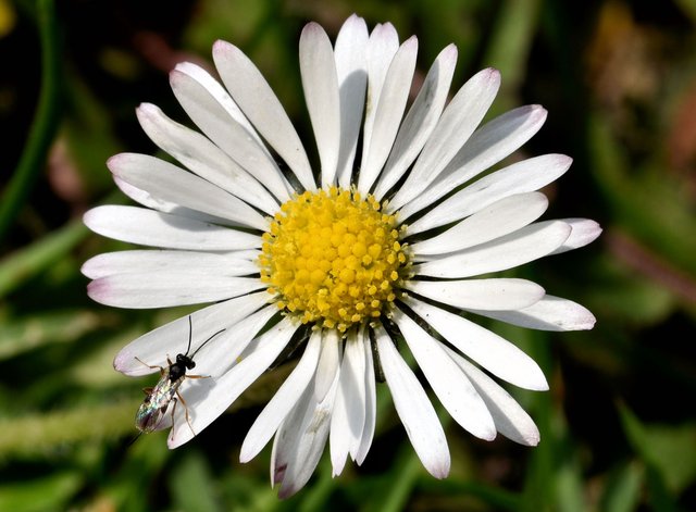 daisy fly macro.jpg