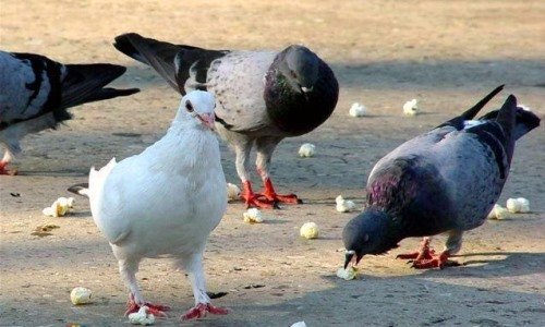 Qué-comen-las-palomas (1).jpg