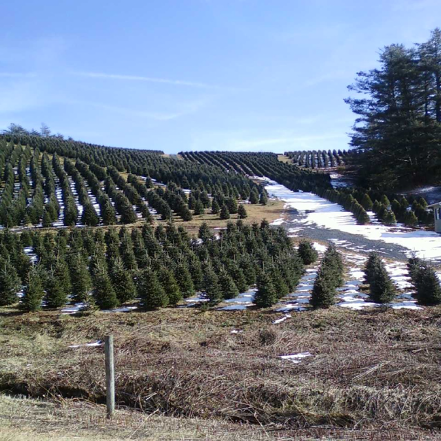 Christmas tree farm1.png