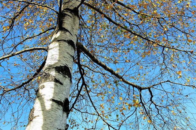 tree-2900267_960_720.jpg