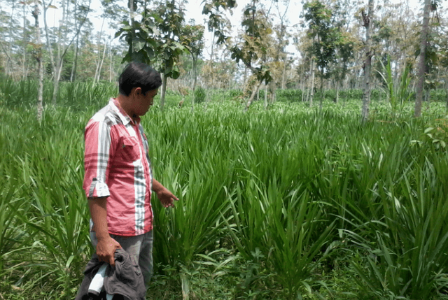 budidaya-rumput-gajah.png