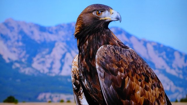 eagle-2758227_960_720.jpg