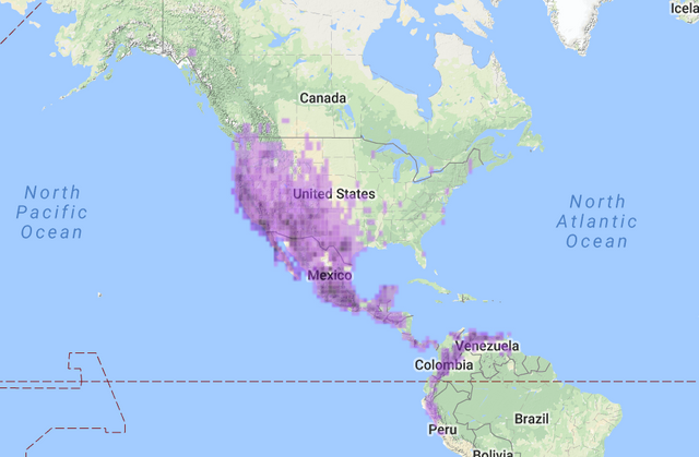 Lesser Goldfinch Species Map.PNG