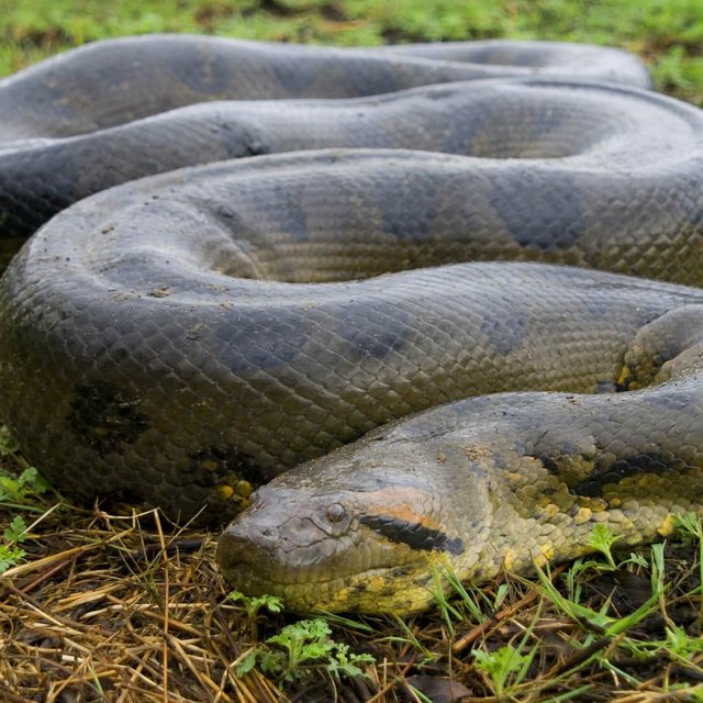 green-anaconda_thumb.jpg