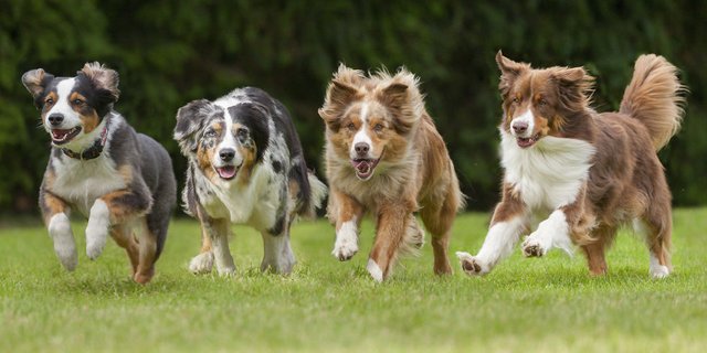 landscape-1474034268-dogs-running.jpg